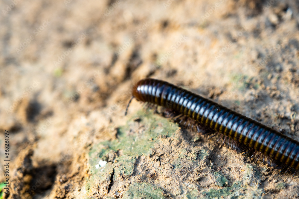The Portuguese millipede, is a herbivorous millipede native to the southern Iberian Peninsula where it shares its range with other Ommatoiulus species The Portuguese millipede, is a herbivorous millipede native to the southern Iberian Peninsula where it shares its range with other Ommatoiulus species