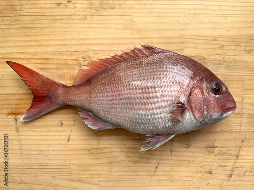 釣り人が釣った天然の真鯛2 photo