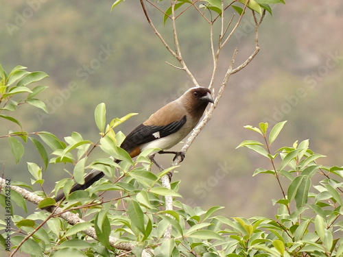 A white-rumped shama bird