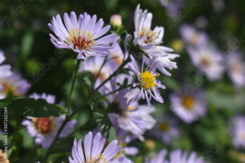 Large chamomile field in the forest