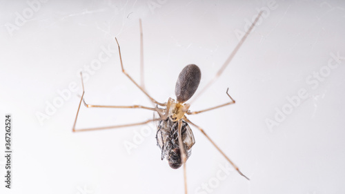 Macro photo long legs spider (Phalangium opilio). The spider is in its web. Space for copy or text.