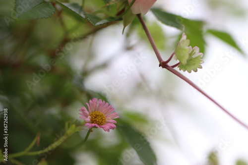 雑草に隠れている小さなピンクのかわいい花 A small pink flower hiding in a weed.