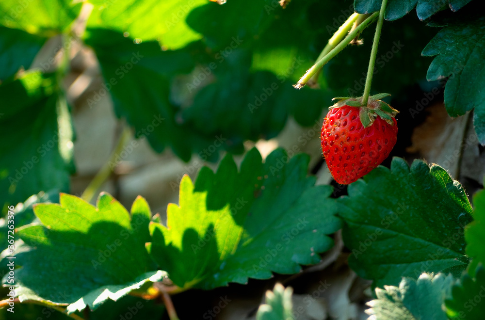 Close up strawberry in the garden
