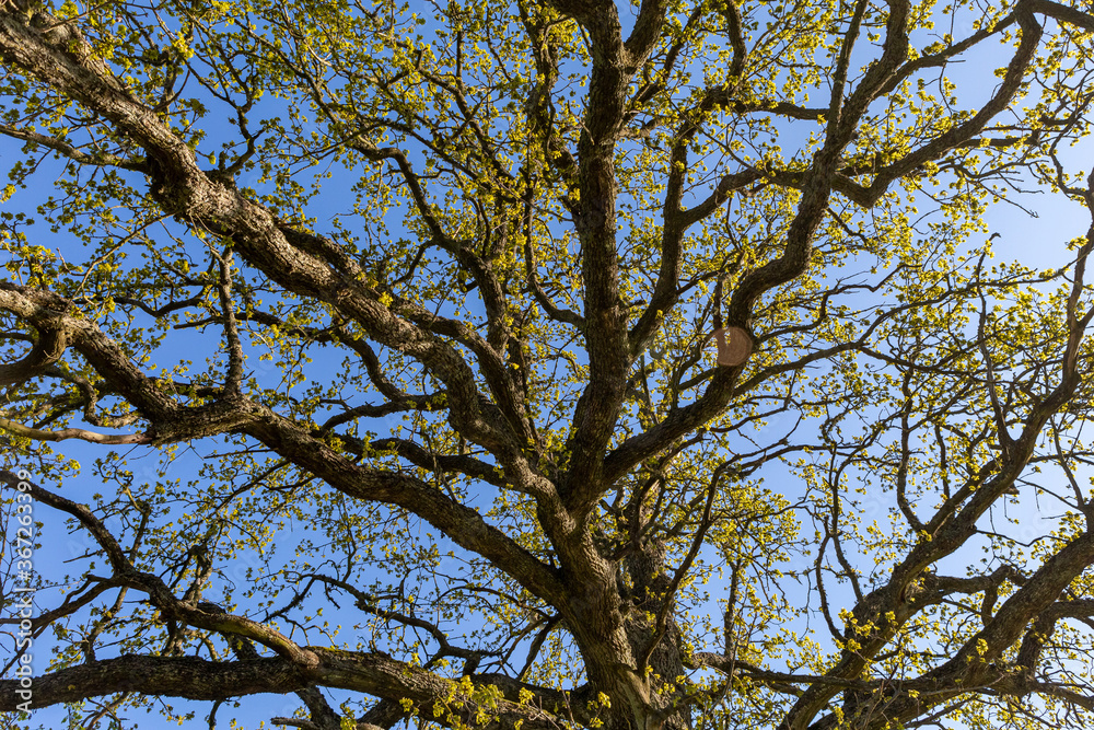 Oak branches in the sky. Oak branches in the sky.
