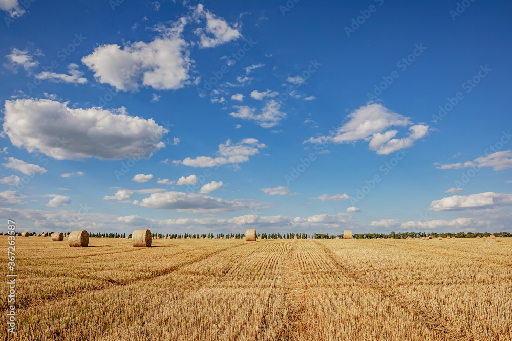 field with mown wheat and bales