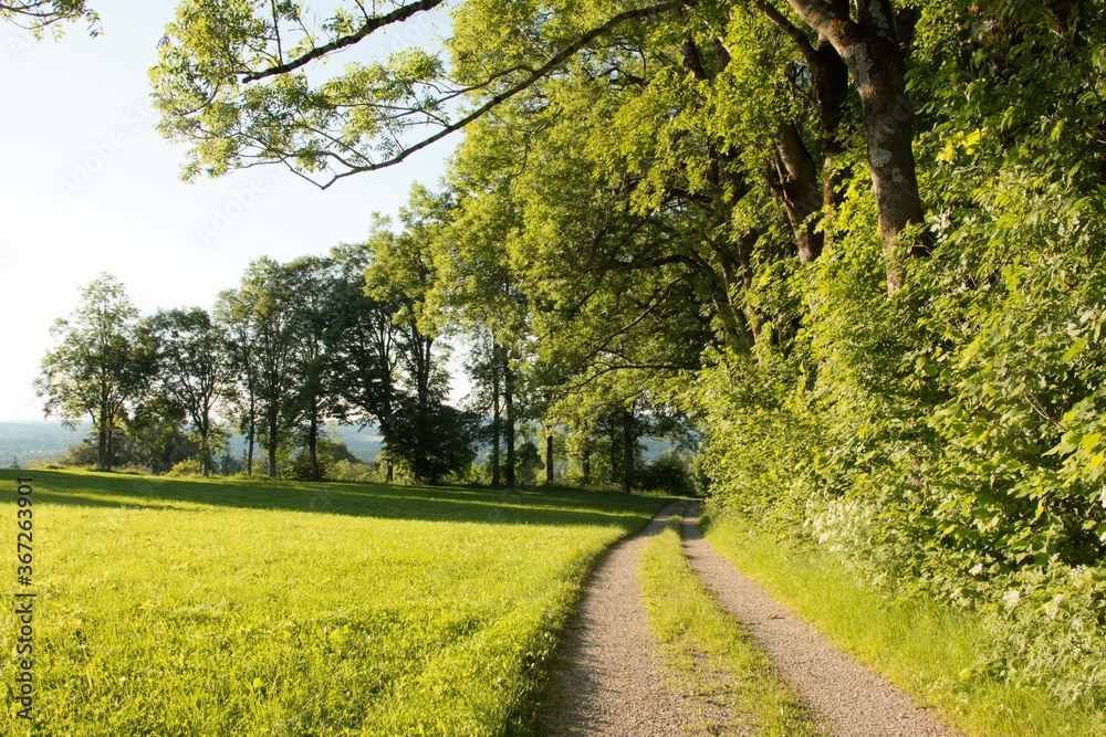Obraz premium Sandstraße am Waldrand