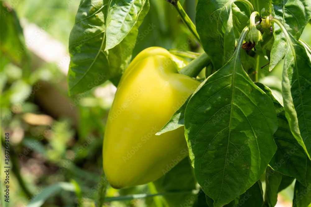 Fototapeta premium Home grown green pepper with green leaves on the branch.