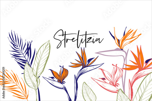 Beautiful strelitzia, tropical flowers, green banana leaf, palm bouquet card composition. Tropic outline floral illustrations. Tropical collection. Line sketch in watercolor style.