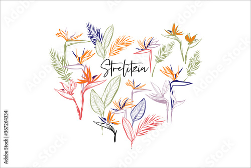 Beautiful strelitzia, tropical flowers, banana palm leaf. Heart t-shirt print composition. Tropic outline floral illustrations. Tropical collection. Watercolor hand drawn line on white background