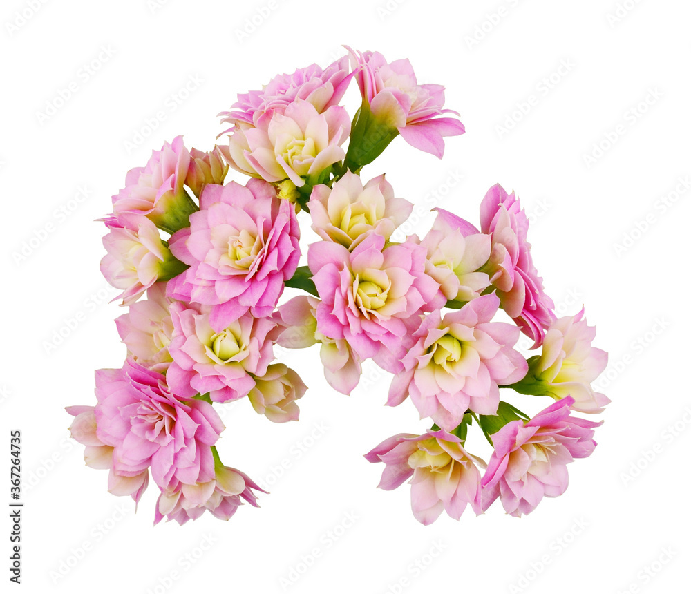 Pink calanchoe flowers isolated on white