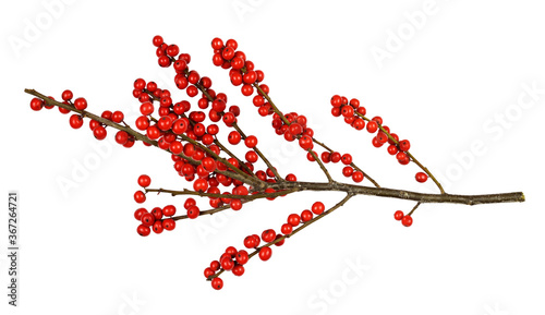 Twig of Winterberry Holly (...
