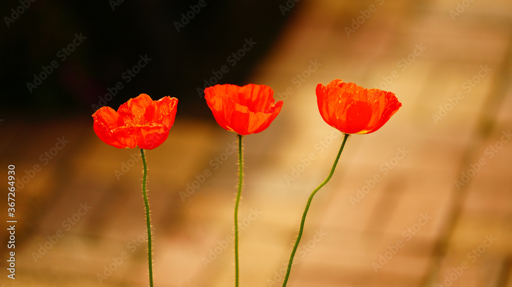 Obraz premium poppy