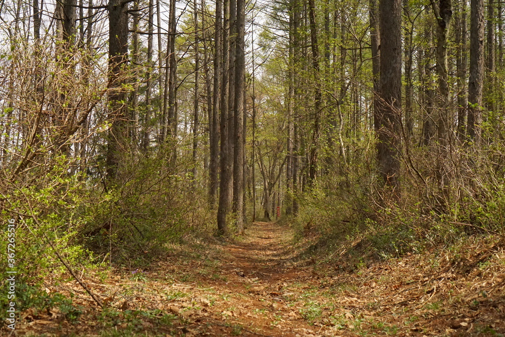 Fototapeta premium path in the woods