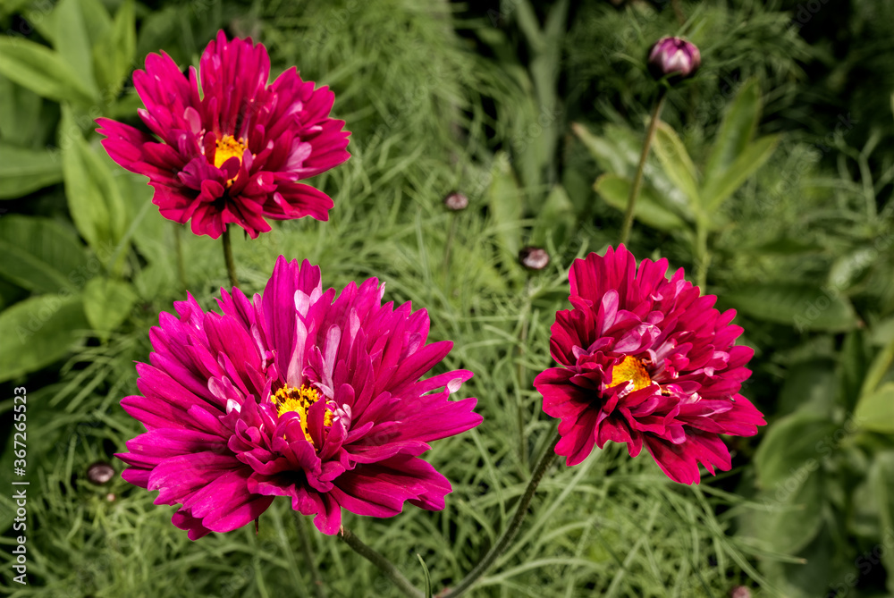 Garden Cosmos (Cosmos bipinnatus) in garden Garden Cosmos (Cosmos bipinnatus) in garden