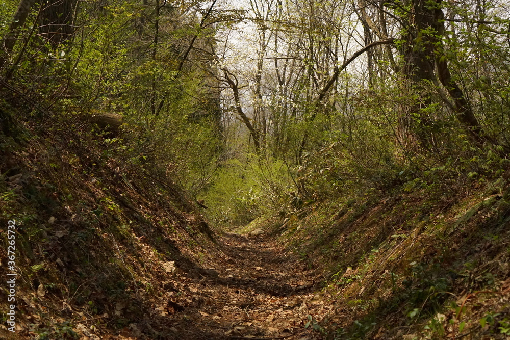 Obraz premium path in the forest