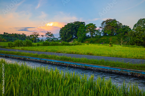 Bali landscape. Road surrounded by rice fields. Organic farming. Green rice growing on paddy.