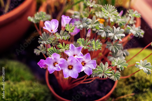Silver Shamrock flowers or Chilean Oxalis, Pink Carpet Oxalis, Pink Buttercups, Pink Sauerklee in St. Gallen, Switzerland.