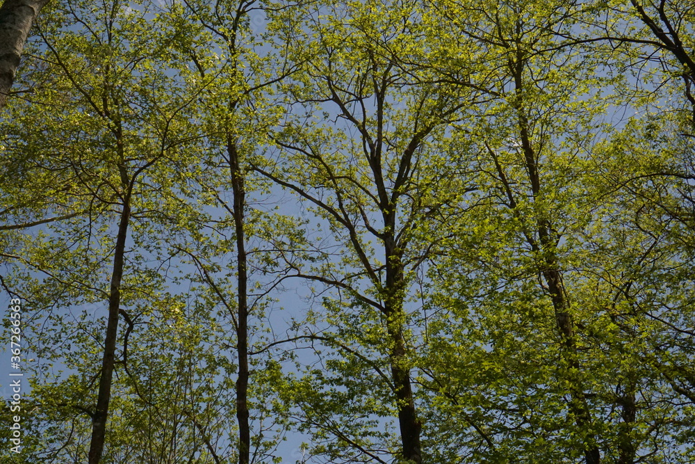 fresh green trees in the forest fresh green trees in the forest