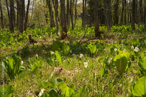 fresh green, forest in spring