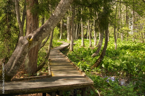 path in the nature park in Japan