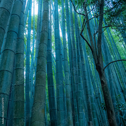 bamboo forest at night