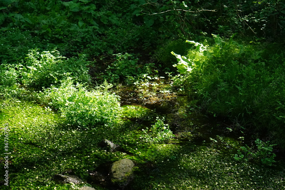 Fototapeta premium beautiful landscape of the nature park in Japan