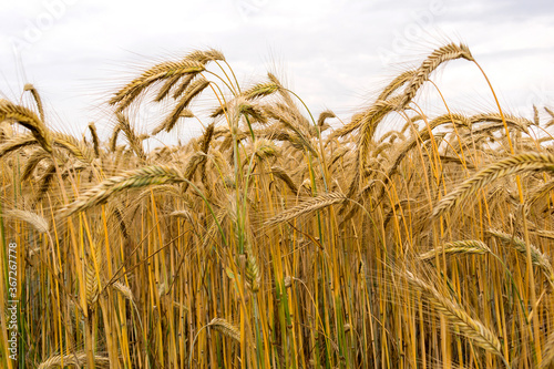 Golden field of grain