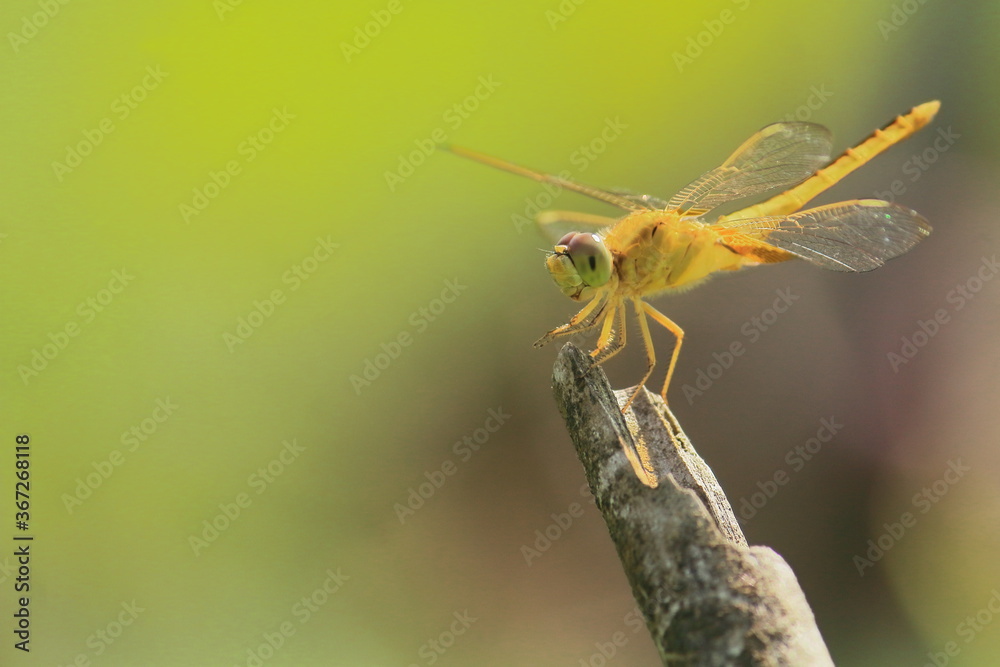 female ditch jewel dragonfly (brachythemis contaminata) sitting on a branch, countryside of west bengal in india female ditch jewel dragonfly (brachythemis contaminata) sitting on a branch, countryside of west bengal in india
