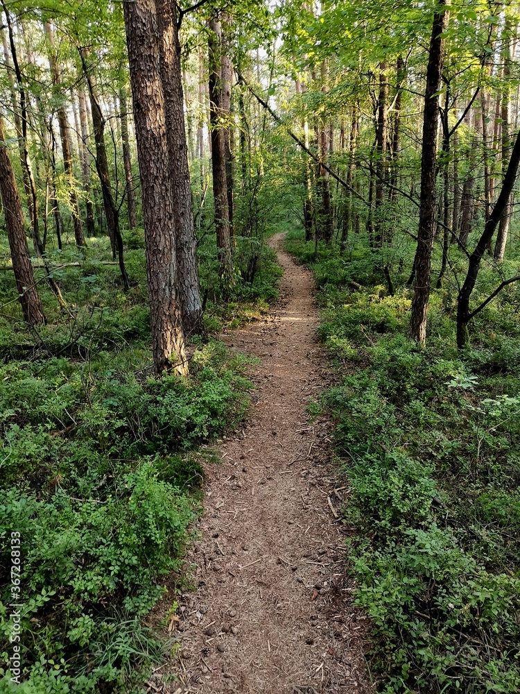 path in the woods path in the woods