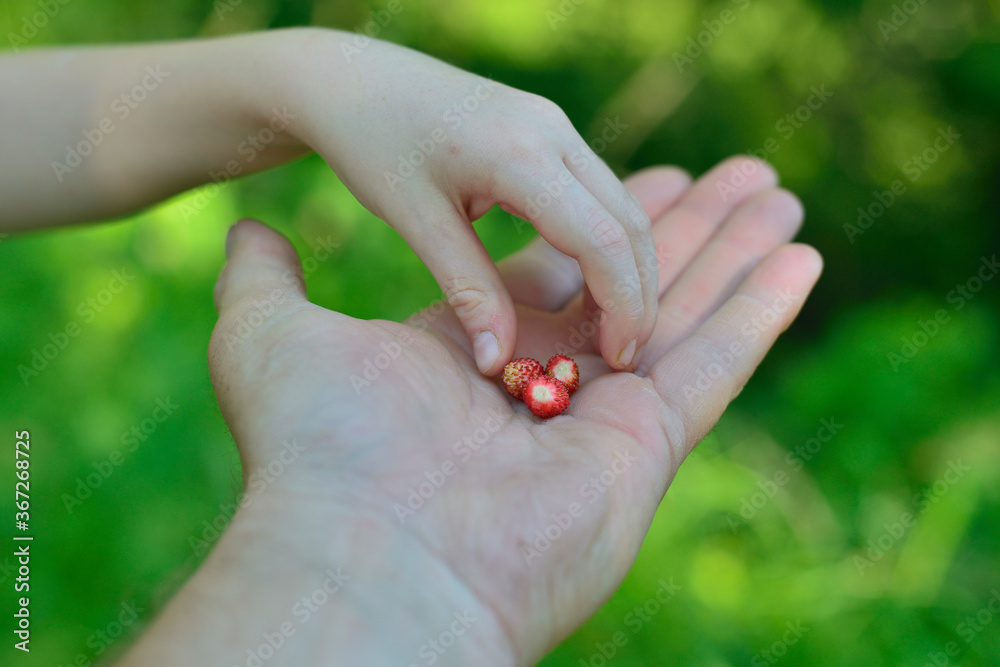 Fraises des bois Fraises des bois
