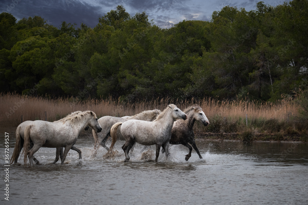 Camargue horses Camargue horses