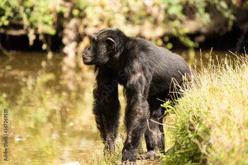 Chimpanzé