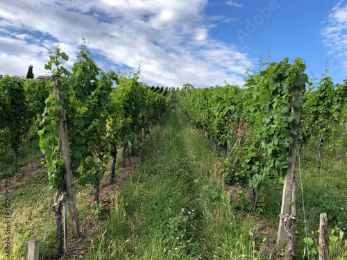 Vineyards in the Baden-Württemberg region, in southwestern Germany. Württemberg is known as Germany's premier red wine region