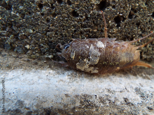 汚れたフナムシ Dirty sea worms