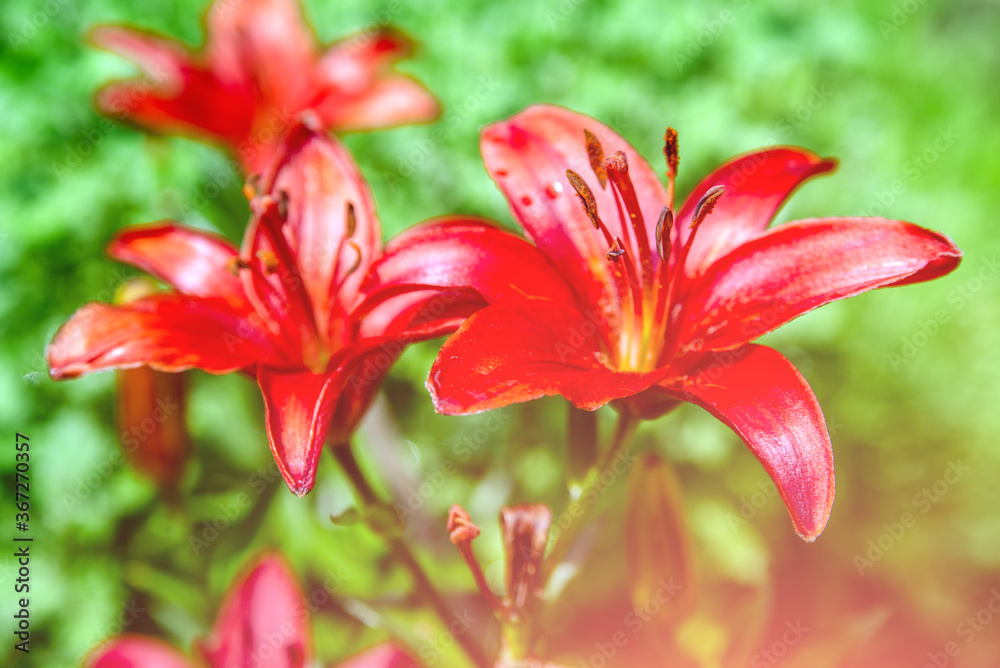 Red lily blossoms in the garden after the rain