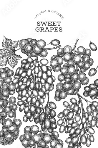 Grape design template. Hand drawn vector grape berry illustration. Engraved style retro botanical banner.