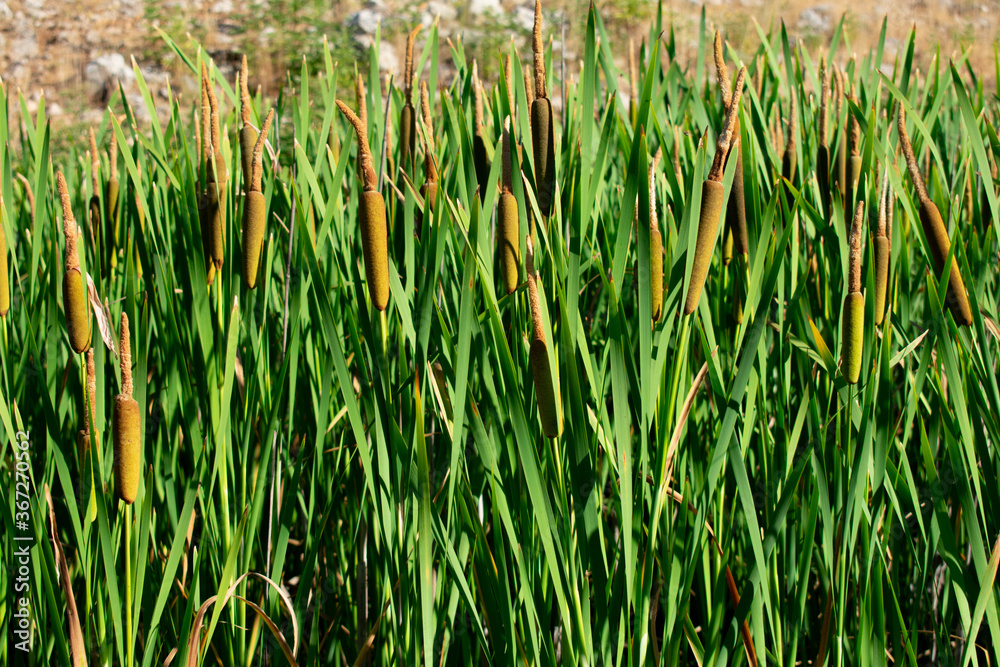 Fototapeta premium reed plants growing on the edge of a lake