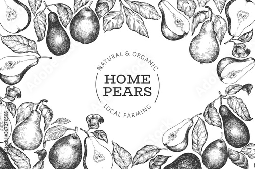 Pear design template. Hand drawn vector garden fruit illustration. Engraved style garden fruit frame. Retro botanical banner.