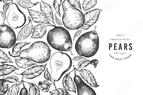 Pear design template. Hand drawn vector garden fruit illustration. Engraved style garden fruit frame. Retro botanical banner.