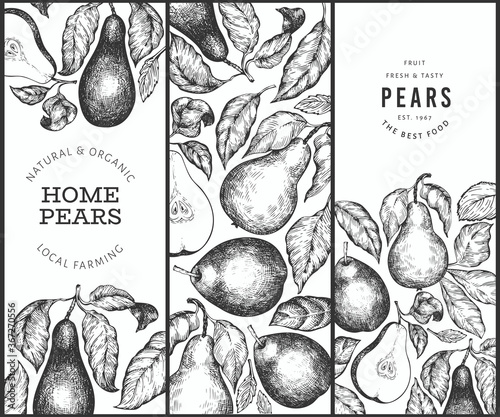 Pear design template. Hand drawn vector garden fruit illustration. Engraved style garden fruit frame. Retro botanical banner.