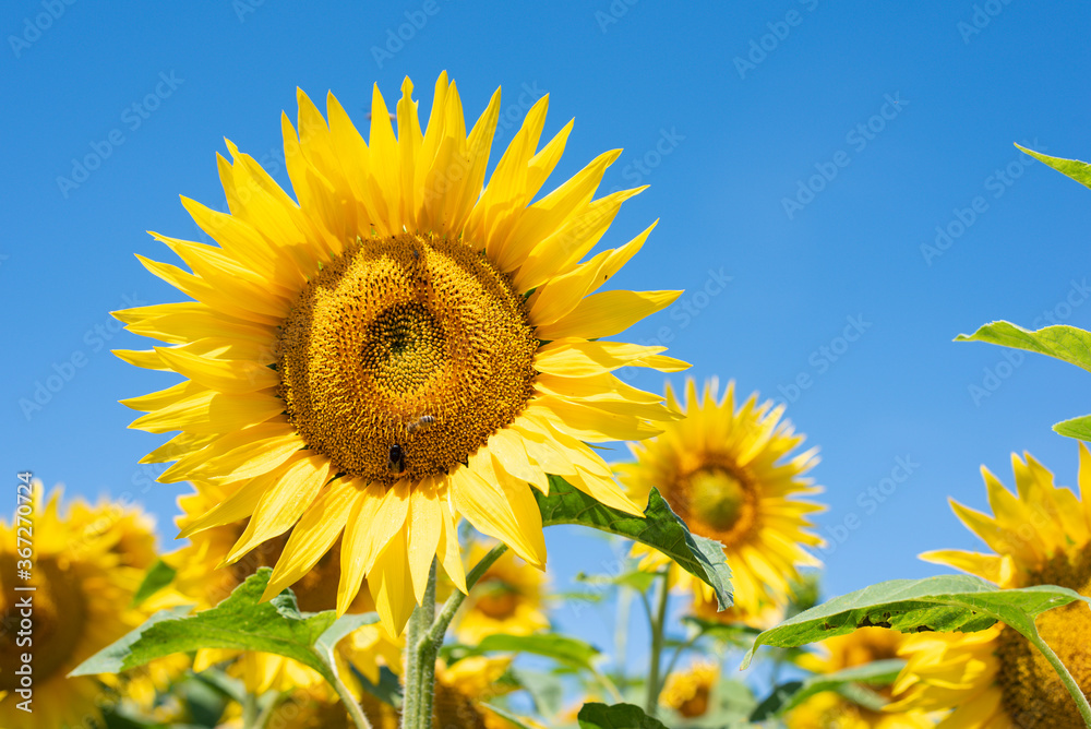 Close up of a sunflower blossom in front of the blue sky in a sunflowerfield Close up of a sunflower blossom in front of the blue sky in a sunflowerfield