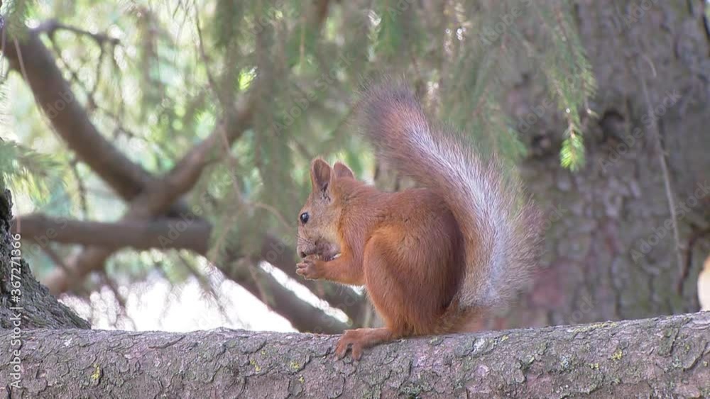 Squirrel sits on a branch and eats a nut Squirrel sits on a branch and eats a nut