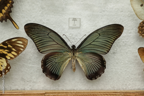 Beautiful Papilio zalmoxis butterfly on white background photo