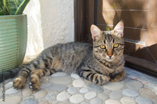 Gray striped cat with yellow eyes sits on floor near brown door and watches intently. Cat watching  outdoor. Funny home pets. Domestic animal and young kittens. Concept of protection of stray animals