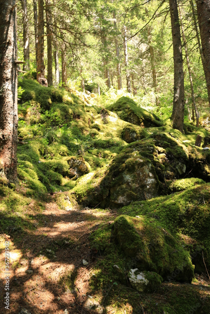 Fototapeta premium path in the forest
