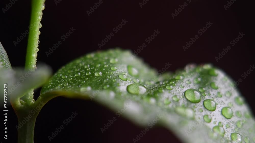 Tangerine sprout leaf with water drops at high magnification on a black background. Fresh sprout of new life.