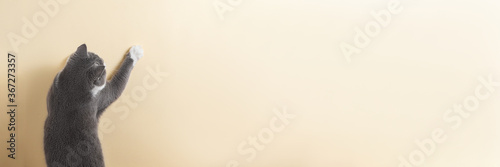 Canvas Print Grey cat on a yellow background, looks and stretches paw