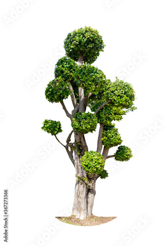 Tree isolated on white background, nature background. with clipping path.