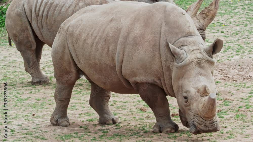 Southern white rhinoceros (Ceratotherium simum simum). Critically endangered animal species. Southern white rhinoceros (Ceratotherium simum simum). Critically endangered animal species.