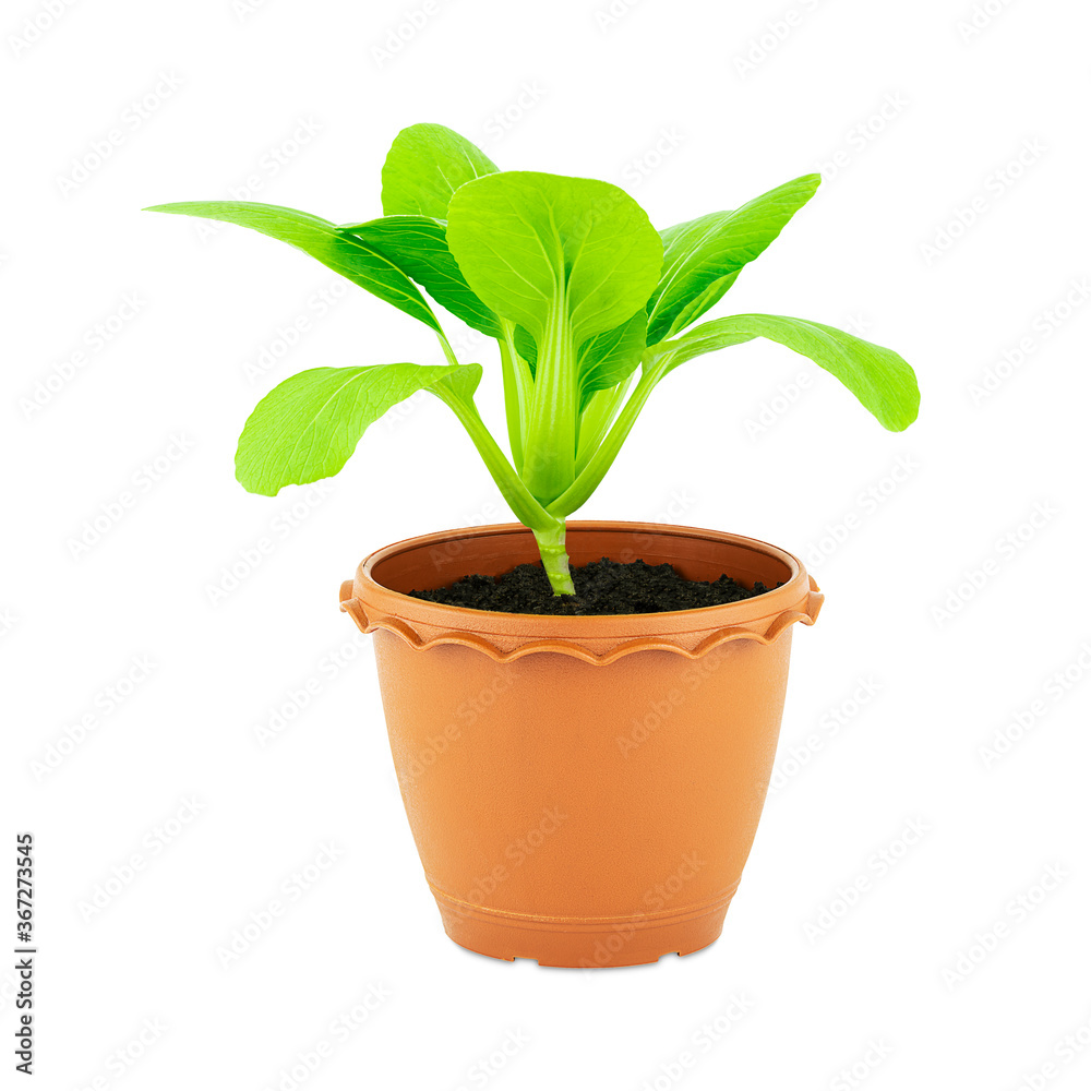 Fresh green seedling lettuce in flower pot isolated on white background with clipping path Fresh green seedling lettuce in flower pot isolated on white background with clipping path